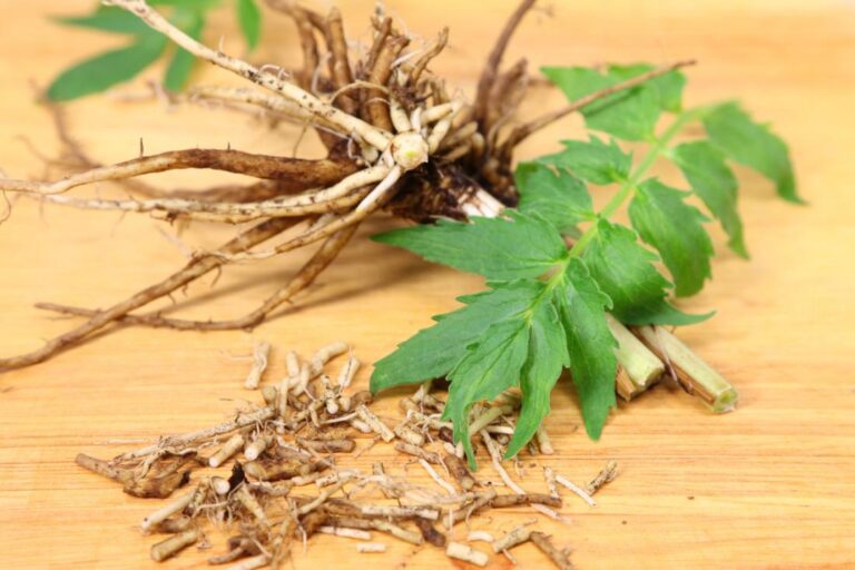 Valerian Root Tea: A Natural Sleep Aid Backed by Science